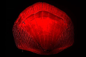 Topic 1_RTP_Zebrafish lab_300x200