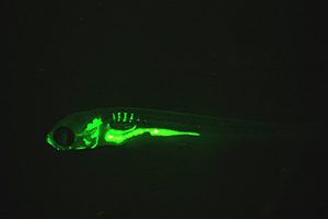 Topic 2_RTP_Zebrafish lab_300x200