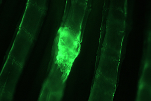 Topic 3_RTP_ZebraLab_300x200