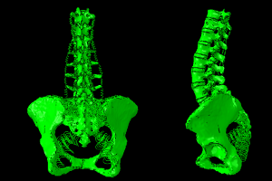 spinebiomechanics_darkbg