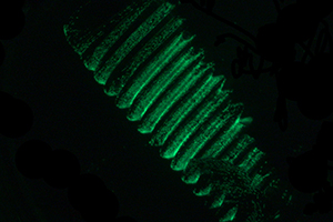 Topic 1_RTP_Laboratory of biotechnological applications_300x_200